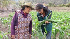 Senasa - Vigilancia fitosanitaria en cultivos de maíz del Cusco