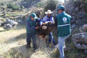 Senasa - Más de setecientos animales atendidos en Arequipa por heladas