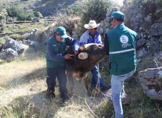 Senasa: Más de setecientos animales atendidos en Arequipa por heladas