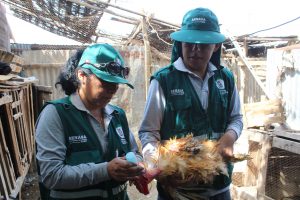 Arequipa - Senasa vacunó a 61 mil aves para prevenir enfermedad de Newcastle