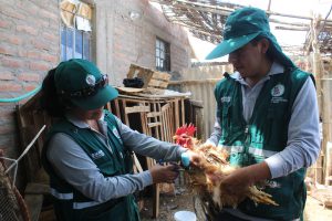 Arequipa - Senasa vacunó a 61 mil aves para prevenir enfermedad de Newcastle