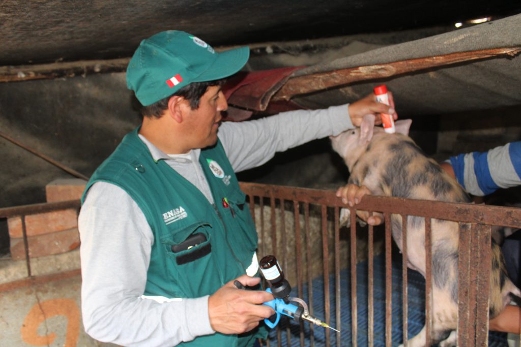 Senasa - Noventa mil cerdos vacunados contra Peste Porcina Clásica en Arequipa