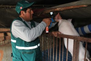 Senasa - Noventa mil cerdos vacunados contra Peste Porcina Clásica en Arequipa