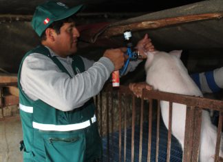 Arequipa: Noventa mil cerdos vacunados contra Peste Porcina Clásica
