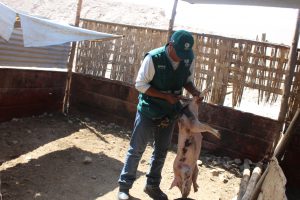 Senasa promueve la crianza responsable de porcinos