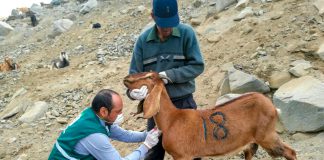Áncash: MINAGRI vacunó 3 mil animales como prevención contra Brucelosis Caprina