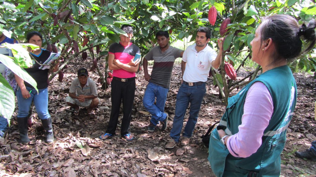 Senasa - Capacitación a productores y estudiantes de San Martín en MIP Cacao