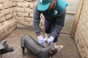 Senasa previene peste porcina con vacunación de más de 15 mil cerdos en Junín