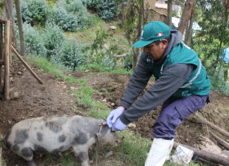 Senasa previene peste porcina con vacunación de más de 15 mil cerdos en Junín
