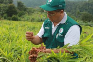 Senasa - Evaluación de cultivos de importancia económica en Selva Central