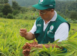 Senasa: Evaluación de cultivos de importancia económica en Selva Central