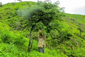 Senasa - Uso de controladores biológicos en cultivos de tara frente a fenómenos climáticos