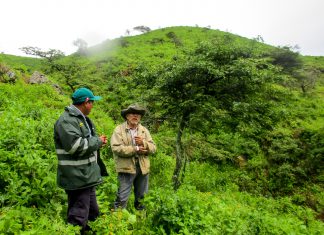 Uso de controladores biológicos en cultivos de tara frente a fenómenos climáticos
