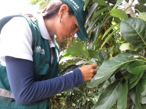 Senasa trabaja con pequeños productores de palta Hass en la identificación de plagas