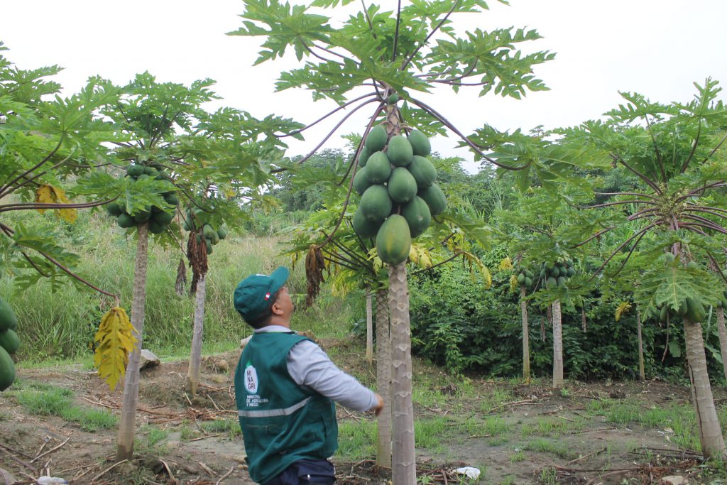 Senasa - Evaluación de cultivos de importancia económica en Selva Central