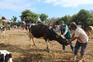 Senasa brinda atención a ganaderos afectados por el desborde del río La Leche