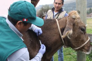 Senasa vacunará más de 51 mil bovinos para prevenir brotes de carbunco