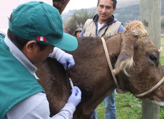 Junín: Senasa vacunará más de 51 mil bovinos para prevenir brotes de carbunco
