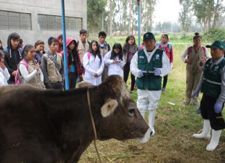 Senasa y Municipalidades trabajan para beneficiar a productores de 60 distritos de Junín