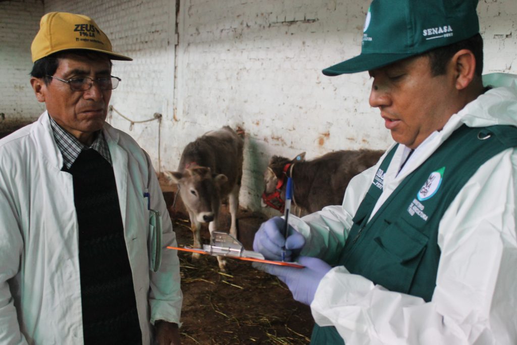 Senasa - Inspección para evaluar presencia del gusano barrenador en ganado bovino