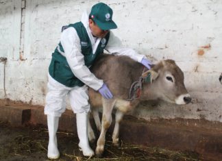Junín: Inspección para evaluar presencia del gusano barrenador en ganado bovino