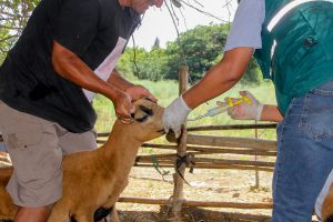 Senasa - Vacunación de caprinos y ovinos contra Brucelosis en Lima