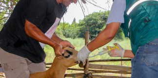 Senasa: Vacunación de caprinos y ovinos contra Brucelosis en Lima