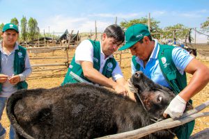 Senasa atiende a más de 500 animales en campañas sanitarias