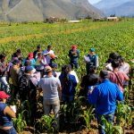 Senasa instruye a equipos técnicos para implementación de MIP en municipios