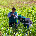 Senasa instruye a equipos técnicos para implementación de MIP en municipios