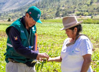 Áncash: Senasa instruye a equipos técnicos en manejo integrado de plagas