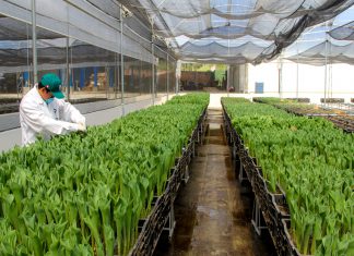 Senasa: Inspección de lugares de producción cuarentenaria en Áncash