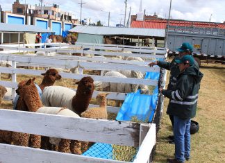 Puno: Se inicia Fegasur con respaldo de instituciones del sector agrario