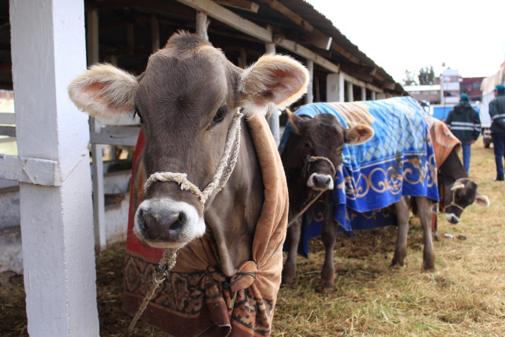 Senasa - Se inicia Fegasur con respaldo de instituciones del sector agrario