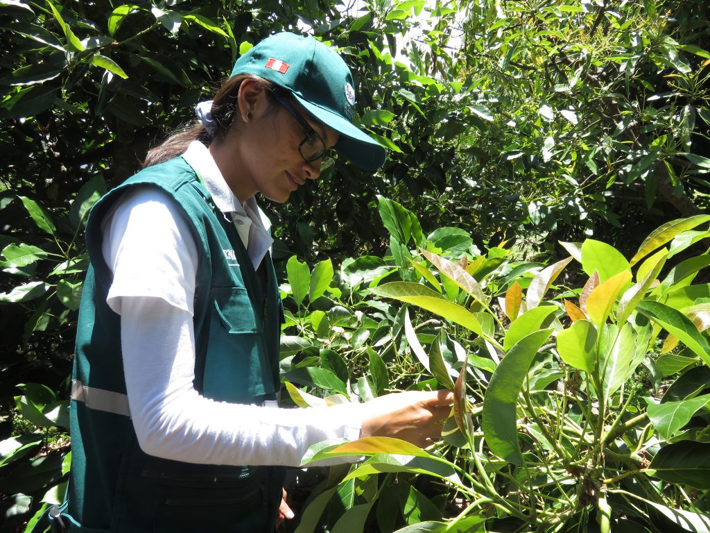Senasa trabaja con pequeños productores de palta Hass en la identificación de plagas