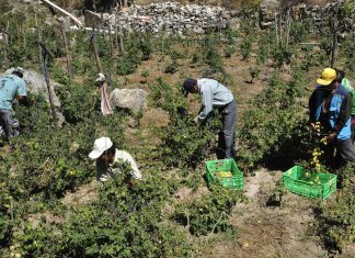 Minagri: Agricultores podrán reprogramar deudas financieras a menores tasas