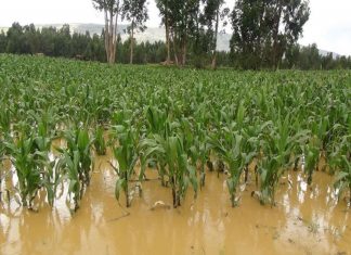 Minagri afina con Agrobanco créditos a afectados por Niño Costero