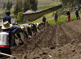 Minagri: Sector agropecuario se expandirá 3 % este año pese a El Niño costero