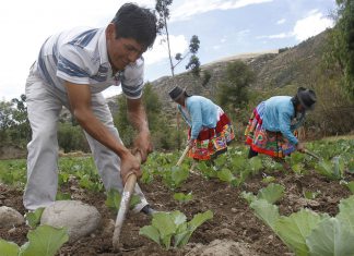 Minagri transfiere S/ 15 millones para reactivar agro afectado por Niño costero