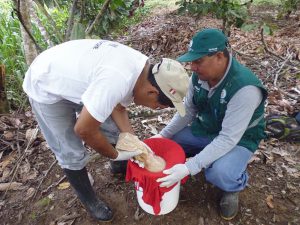 Senasa - Aplicación de controladores biológicos en cultivos de palma aceitera