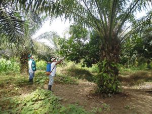 Senasa - Aplicación de controladores biológicos en cultivos de palma aceitera
