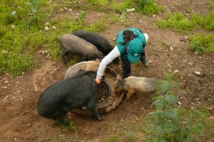 Senasa intensifica vacunación contra el cólera porcino en zona del Vraem