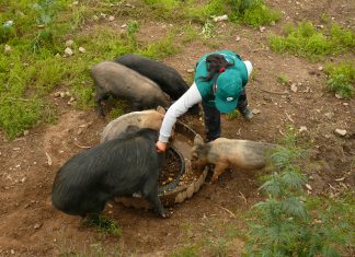 Huancavelica: Senasa intensifica vacunación contra el cólera porcino en zona del Vraem