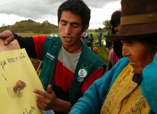 Senasa evalúa a productores de Huancavelica en identificación de plagas de papa nativa