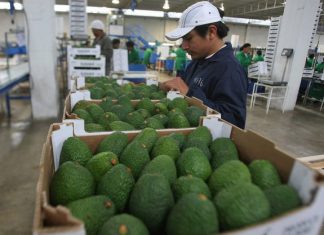 Aumento en demanda mundial de palta dispara su precio a nivel histórico