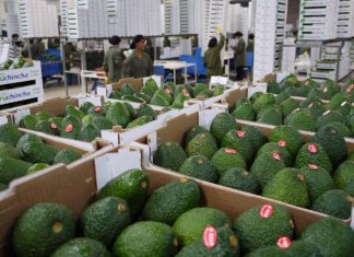 Agricultores del valle del Colca exportarán palta Hass a Europa