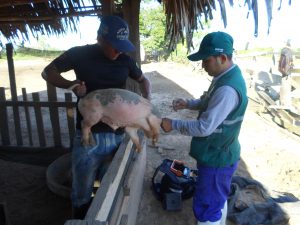 Senasa - Vacunación de siete mil cerdos contra peste porcina clásica