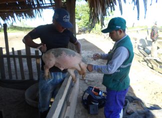 Ucayali: Vacunación de siete mil cerdos contra peste porcina clásica