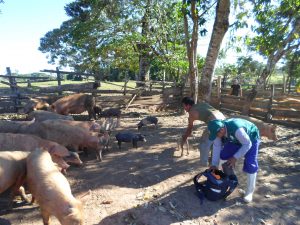 Senasa atiende notificación sobre posibles enfermedades en porcinos
