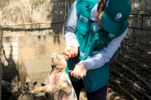 Senasa consolida medidas preventivas contra la Peste Porcina Clásica